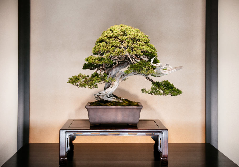 Decorar con bonsáis y cómo cuidarlos Mi Decoración