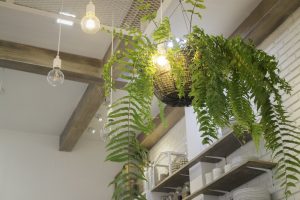 Decora tu hogar con helechos