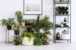 Las plantas y el Feng Shui: ¿sabes cómo pueden ayudarte?