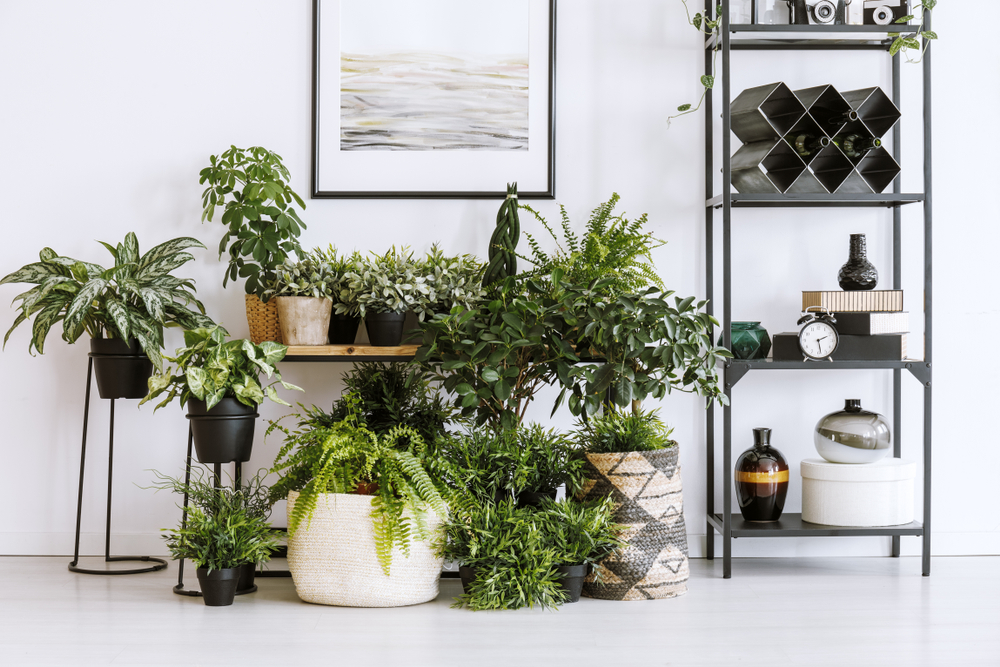 Plantas y Feng Shui.