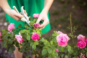 Aprende a podar tu jardín siguiendo estos pasos