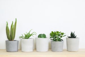 3 plantas de interior que no pueden faltar en tu hogar