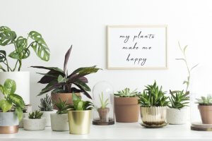 Cuidados básicos de las plantas de interior