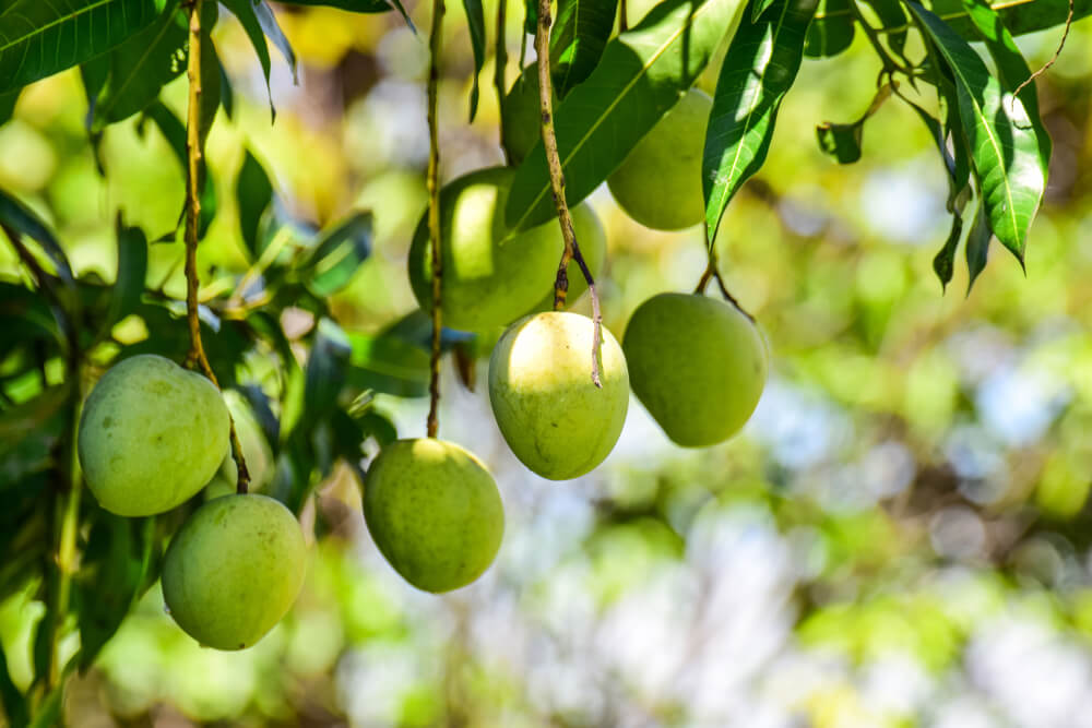 Planta mango.