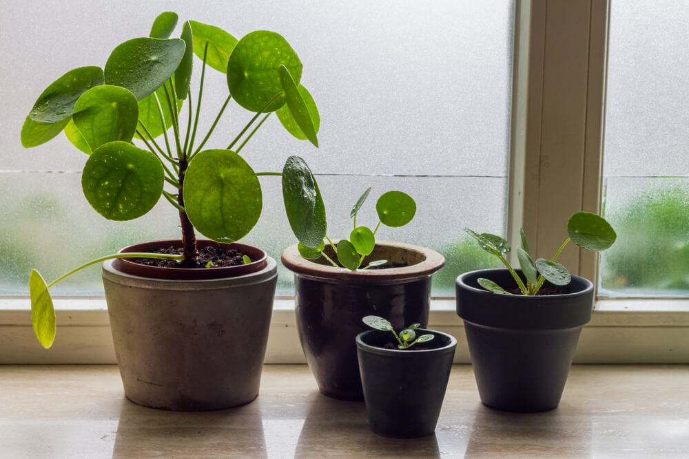 Planta Pilea.