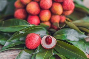 Plantas tropicales: cuidado y uso en la decoración