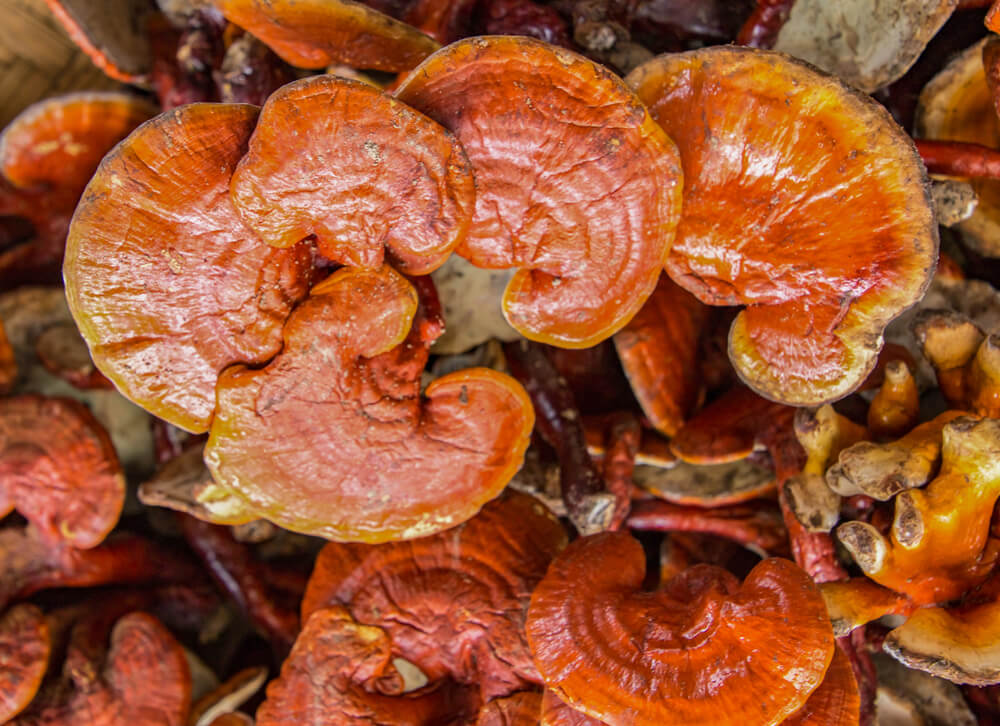 Ganoderma lucidum.