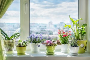 Diferencias entre los maceteros de plástico y de cerámica