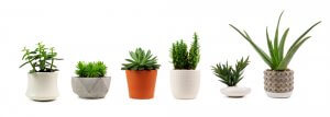 Plantas que eliminan toxinas y purifican el aire