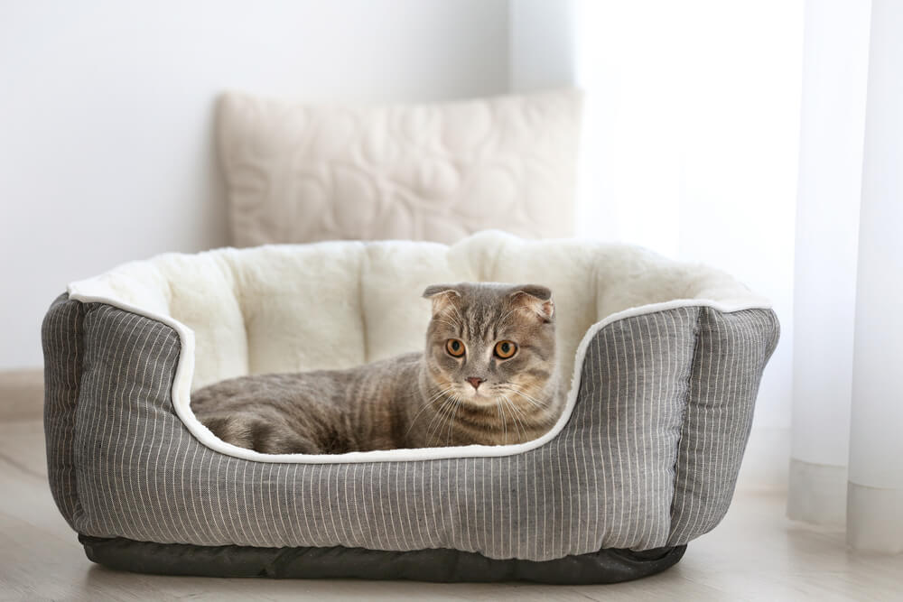 Cama para gatos.