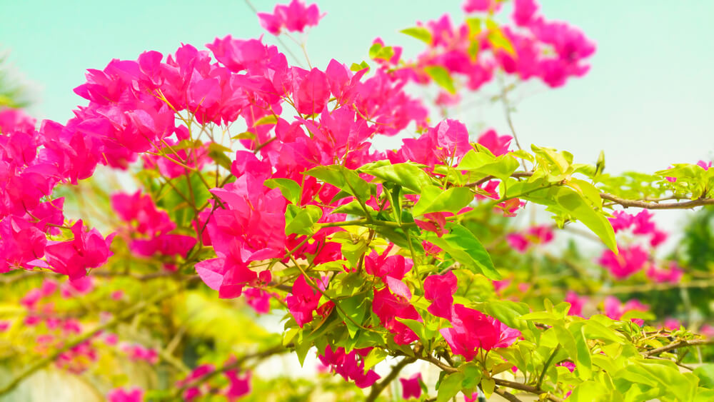Bougainvillea glabra.