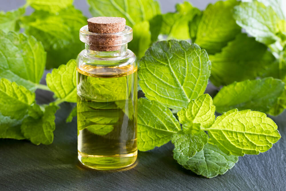 Citronela.