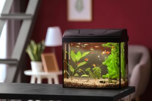 Cómo decorar una pecera: diseños y recursos