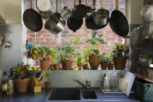 Las mejores plantas para poner en la cocina