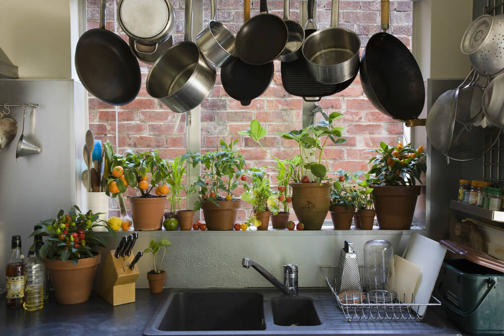 Las mejores plantas para poner en la cocina