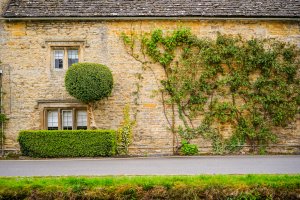 Plantas enredaderas para tu jardín
