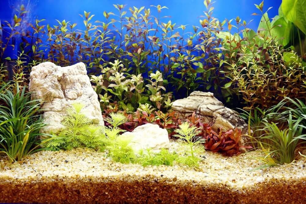Plantas para peceras.