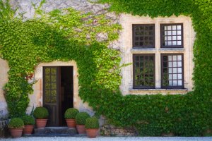 Decoración con plantas trepadoras