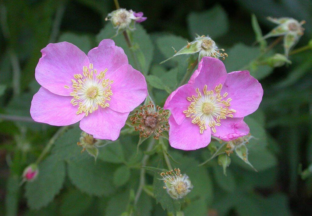 Rosa silvestres californiana.