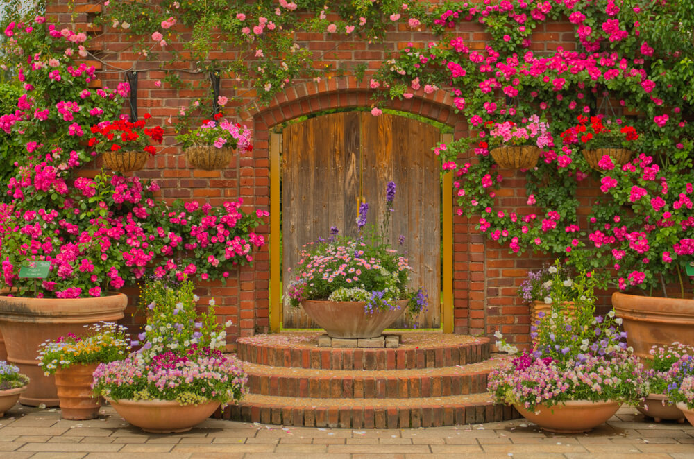 Rosal trepador.