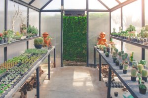 El invernadero. Un lugar ideal para tus plantas