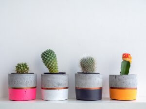 Consejos para elegir el recipiente ideal para tus plantas