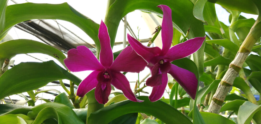 Orquídea dendrobium.