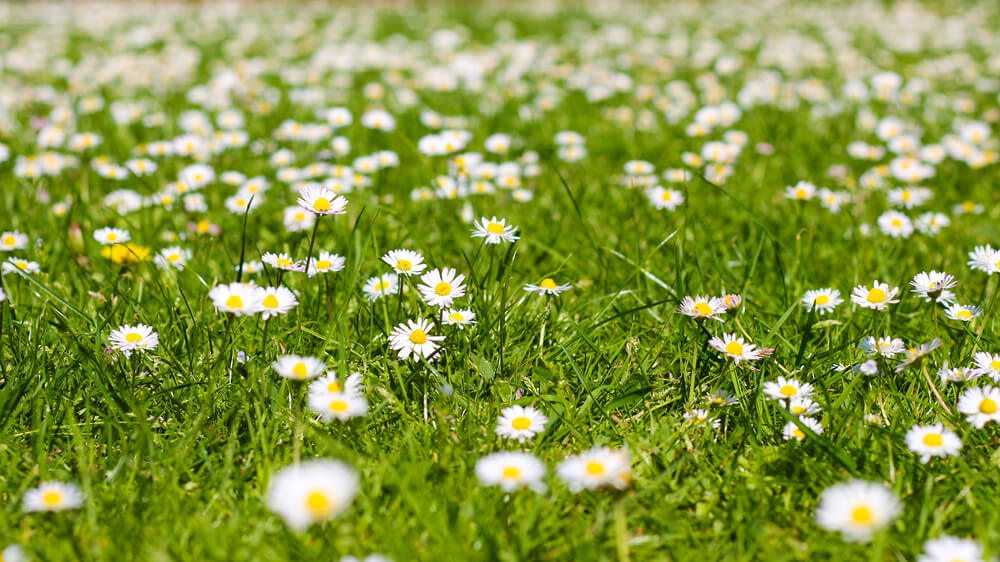 Margarita de los prados.