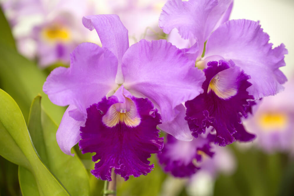 Orquídea cattleya.