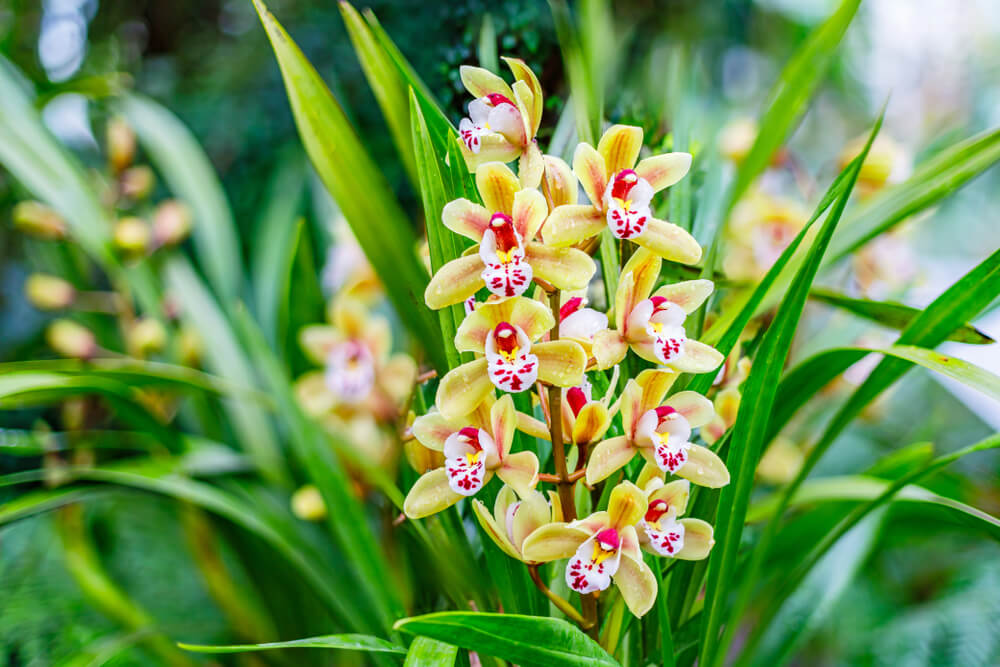Orquídea Cymbidium.