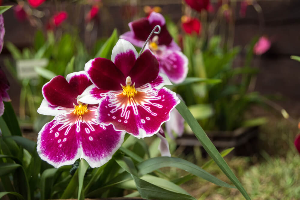 Tipos de orquídeas.