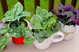 Otras utilidades para las tazas de café en desuso