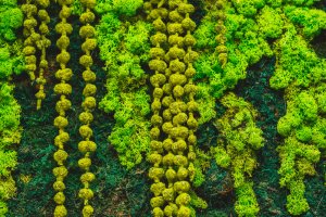 El uso del musgo para la decoración del hogar