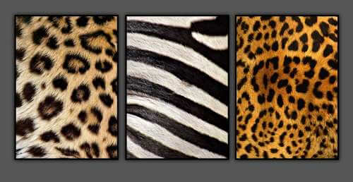 Cuadros de animal print.