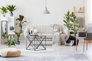 Las plantas: cuidados básicos para tenerlas más bonitas