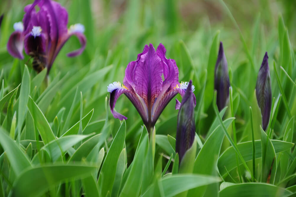 Flor de lis morada.