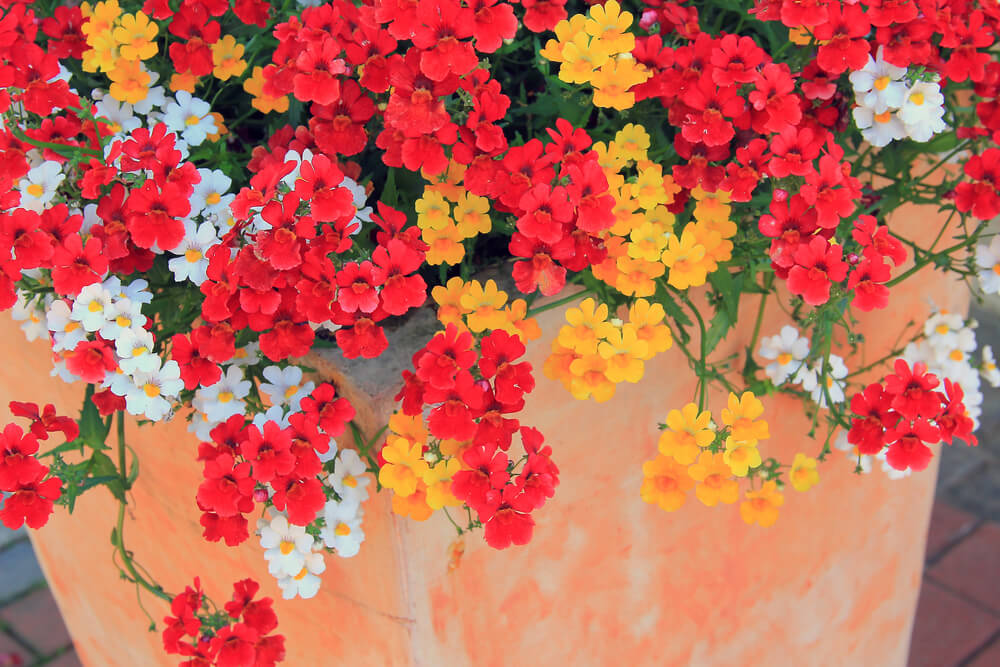 Planta nemesia.