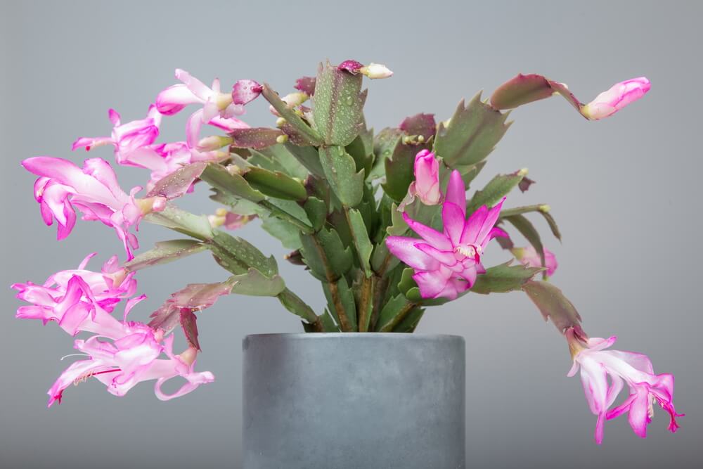 Cactus de Navidad con las flores rosas.