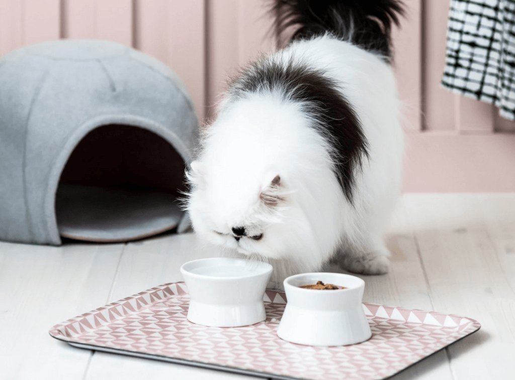 Lurving 2.0 o decoración para mascotas