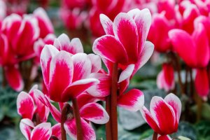 Las mejores plantas para decorar la casa en invierno