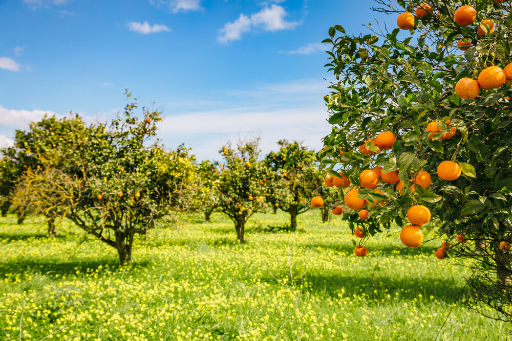 Árboles frutales en un jardín de campo