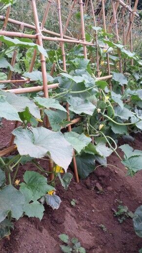 Tutores y espalderas para plantas