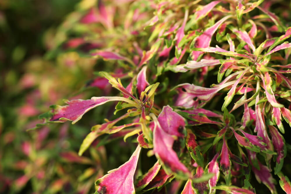 Coleus spp