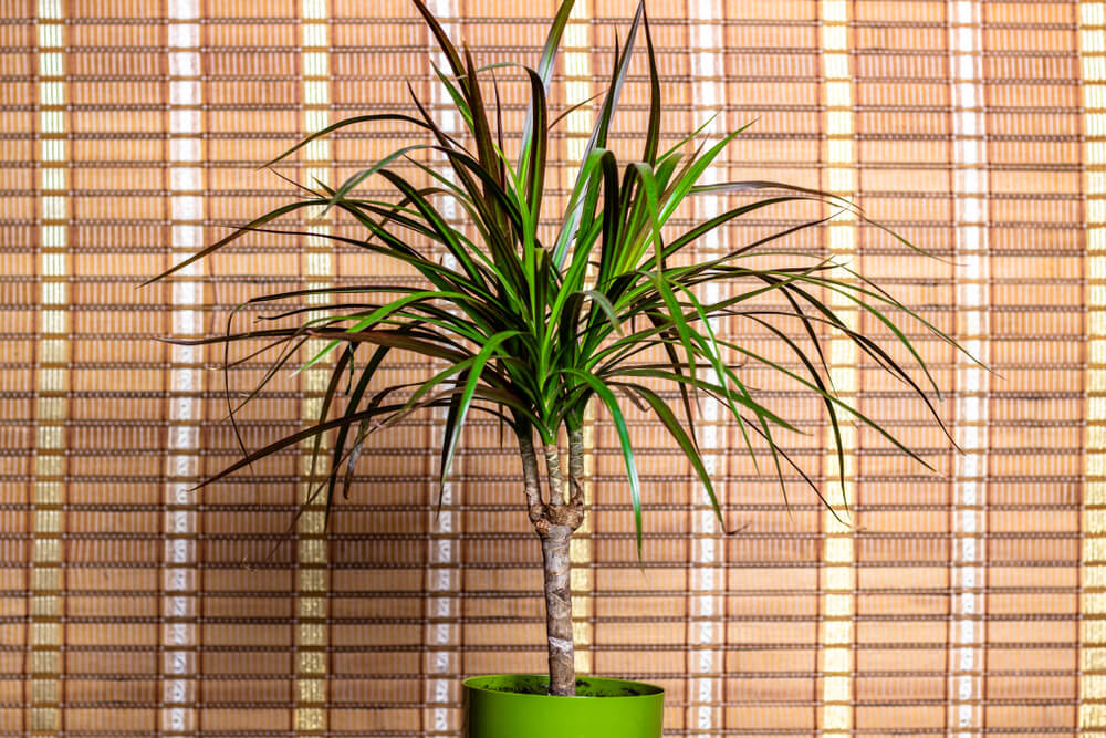 Dracaena marginata