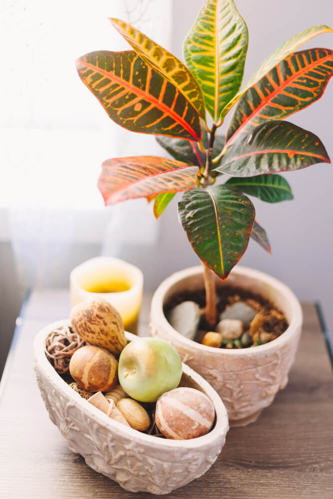 Plantas de hojas coloreadas