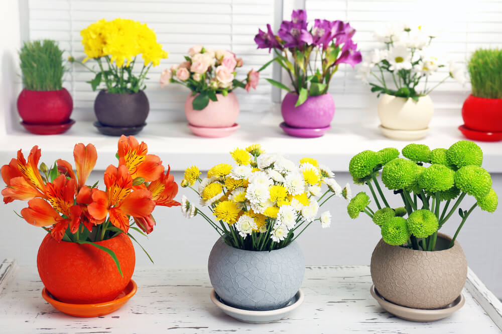 Cómo colocar tus plantas en casa