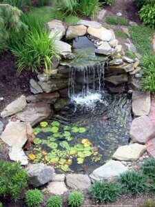 Tipos de estanques y plantas