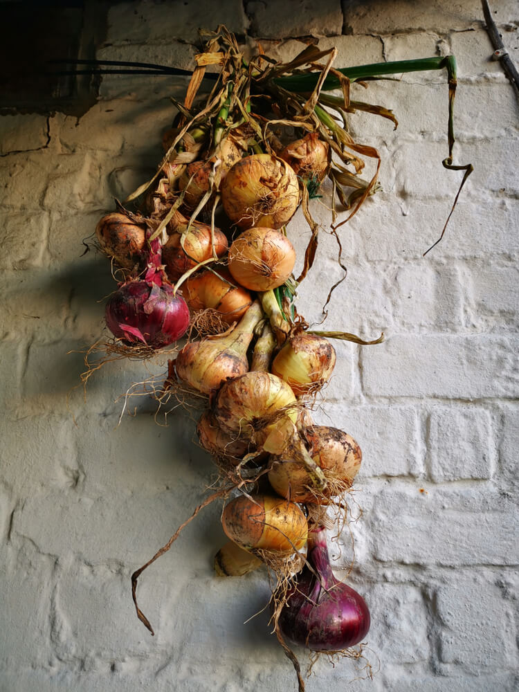 Trenza de vegetales secos