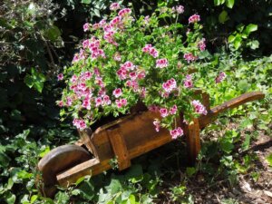 Las mejores plantas antimosquitos