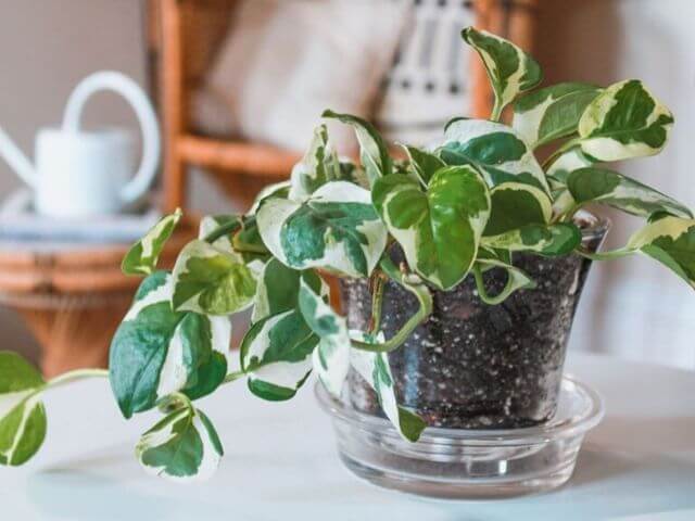 Clases de botánica: estas son las plantas que debes conocer